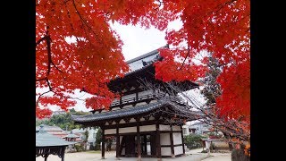 国宝・不動院 (広島市) /  Autumn leaves of Fudoin Temple, a national treasure