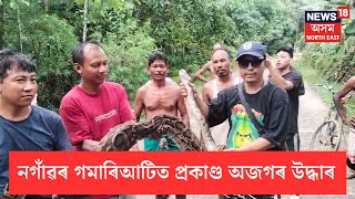 Python Rescued In Nagaon | নগাঁও গমাৰিআটি হাবি গাঁৱত ১২ ফুট দৈঘ্যৰ প্ৰকাণ্ড অজগৰ উদ্ধাৰ | N18V