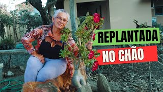 Como Plantar Rosa do Deserto no Chão