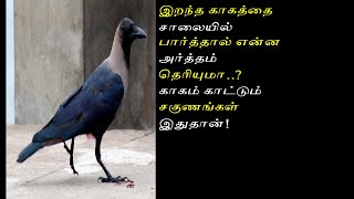 இறந்த காகத்தை சாலையில் பார்த்தால் என்ன அர்த்தம் தெரியுமா..? காகம் காட்டும் சகுணங்கள் இதுதான்!