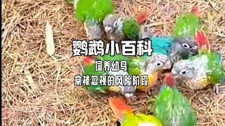 饲养幼鸟常被忽视的风险阶段