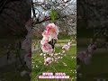 源平 花桃 三咲き 赤 桃 白 つぼみ 蕾 開花 風 無限 ループ endless infinite loop 呉羽山公園 都市緑化植物園 観光 まとめ toyama 富山市 北代 2024年4月5日