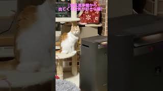 空気清浄機から出てくる空気が好きな猫ｗ #shorts  #猫 #アメリカンカール #cat