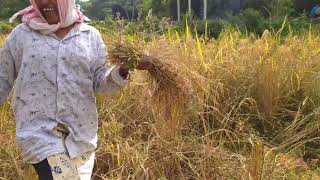 আজি আঘোণৰ পথাৰত ধান দাই থকাৰ ভিদিঅ আপোনালোকলৈ আগবঢ়ালোঁ যদি ভিদিঅটি চাই ভাল লাগে তেতিয়াহলে লাইক