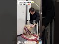 久しぶりに会ったパパに大喜び💖クリスマス🎄柄のニット🧶が届いたよ😄　 dog ポメ 犬のいる暮らし ポメちゃん キツネ顔ポメラニアン 北九州 愛犬 犬との暮らし dog