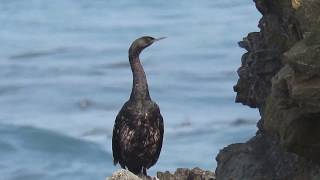 Pelagic Cormorant (Phalacrocorax pelagicus) Sitting on Rock MacKerricher State Park