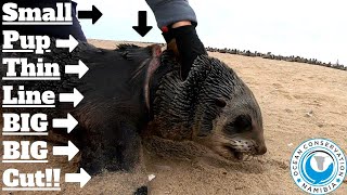 Small Baby Seal With Deep Cut Rescued