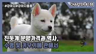 진돗개 분양가격과 역사, 수명 및 키우기에 관해서