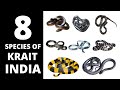 8 Species of Krait found in India / भारत मे पाए जाने वाले 8 प्रजाति के क्रेट