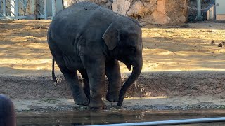 ママ～水冷たくてビックリしたゾウ🐘【2023年1月26日】【上野動物園】アルン