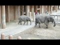 アジアゾウのうららちゃん（６４２）🐘穏やかに時は流れるゾウ🐘（東山動植物園）ulala of the asian elephant part 642