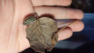 Armadillidium gestroi Care