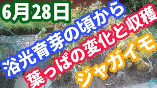 庭のジャガイモ浴光育芽から6/28現在まで