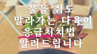 진짜!!! 다육이 농장 사장님이 알려 드립니다 #다육식물 물을 줬는데 잎이 말라가요 이상증상1#다육이 잎마름 긴급처치