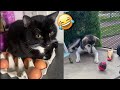 💥Funny Cats Dogs and other cute Animals🐱🐶 Funniest Animal Videos 2024