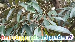 ទុរេន អាយុ4ឆ្នាំផ្លែលើកទី១