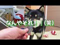 バレンタイン仕様のドギーボックスが素敵すぎた！【柴犬】shiba inu dogs