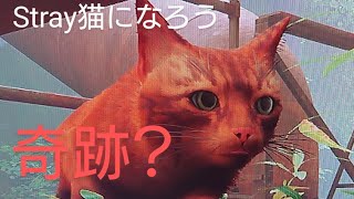 Strayストレイ【キャント・キャット・ミー】をクリア