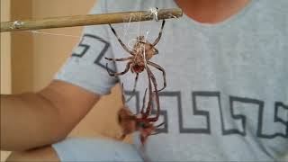 Spider Fight in the PHILIPPINES (Intense Battle)
