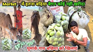 Market में इतना बढ़िया बैगन कोई नहीं ख़रीदा | घुमाके गाय बछिया को खिलाएं | Life of Farmer is Very Bad😭