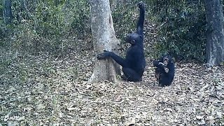 Cientistas registram imagens inéditas de chimpanzés produzindo e usando ferramentas para beber água