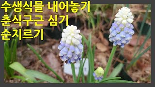 춘식구근심기, 수생식믈내어놓기, 순지르기(무스카리,자두,흰금낭화,톱풀,켈로네,사계바람꽃,알리움,아이페이온,매발톱,아마릴리스,다알리아,글로리오사,칼라,후리지아,글라디올러스 외)