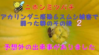 【ニホンミツバチ】Vol.11　アカリンダニ感染とスムシ被害で消滅するかもと思っていた群れが復活しそうです。