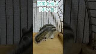 しまりす「ポン吉」尻尾を追う！！【ペット】【シマリス】【Chipmunk】【Squirrel】【Kawaii】【Cute】