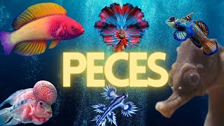 Datos interesantes sobre los peces | ANIMALES EXÓTICOS