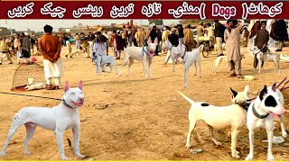 Kohat Dogs Mandi k sasty tareen rate check kry | Dogs Market | Ep-70