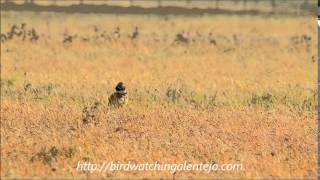 Little Bustard Courtship behaviour birding Portugal