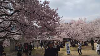 20190414 高遠城址公園南口的櫻花滿開