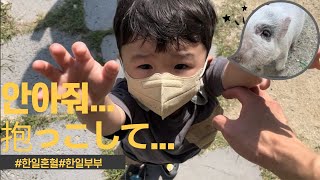 [SUB]한일혼혈日韓ハーフ(Vlog)21개월아기 책으로 본 돼지를 실제로 본 반응!21ヶ月の子が本で見た豚を実際に見た反応！[한일부부日韓夫婦]