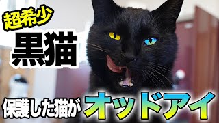 保護した猫ちゃんが、世界でも珍しい『黒猫のオッドアイ』かもしれません！