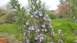 Some of my favourite garden flowers for bees: Rosemary