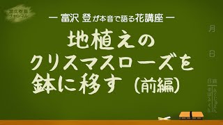 地植えのクリスマスローズを鉢に移す（前編）　ー富久樹園チャンネルー