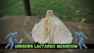 Lactarius psammicola Milk Cap Mushroom