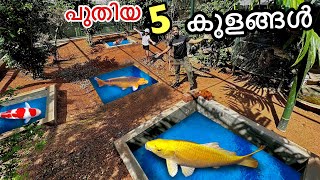 പുതിയ കുളവും... ആയിരകണക്കിന് മീനുകളും!! | New 5 ponds!!