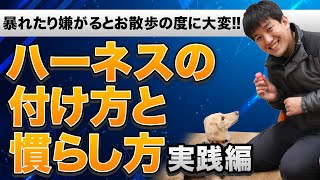 【実践】ハーネスを嫌がる子のつけ方と慣らし方！暴れたり嫌がるとお散歩の度に大変！！