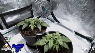 Afghan Kush Auto / Blueberry Auto - FastBuds - Complete Grow Timelapse - Trouble in Paradise