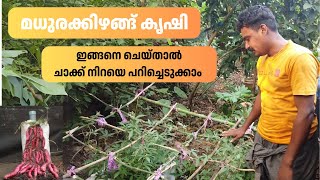 മധുരക്കിഴങ്ങ്  ഇങ്ങനെ കൃഷി ചെയ്‌താൽ ചാക്ക് നിറയെ പറിച്ചെടുക്കാം Sweet Potato Farming |