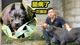 卡斯罗犬腿瘸了，狗主人找到原因，一次搞定