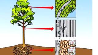 Transpiration in plants