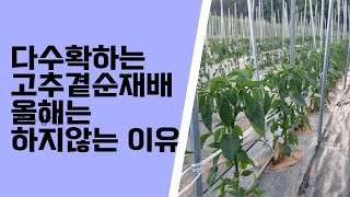 #고추 정식 한달이 되면 이것은 꼭 해줘야,다수확 곁순재배를 포기한 까닭은