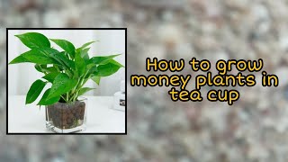 How to grow money plants inside the teacup without soil // by plants mechanic