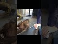 orangutan amazed by magic 🪄 orangutan shorts earth animals magic wow