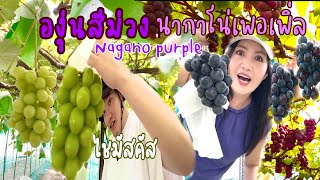 กินองุ่นไม่อั้น🍇 ไชมัสคัส และองุ่นสีม่วง Nagano purple พันธุ์ใหม่ของจ.นากาโน่ ลูกใหญ่สะใจ❗️