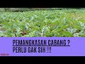 PEMANGKASAN CABANG SEMANGKA?? APAKAH HARUS??