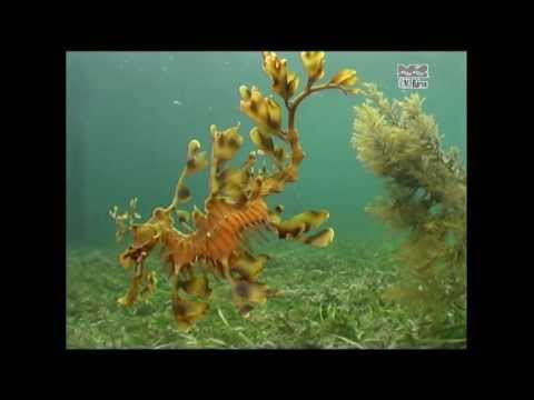 Dragão-marinho-folhado (Phycodurus eques)
