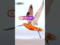 ऐसा पक्षी 🕊️🐦 जो लागातार हजारों किलोमीटर उड़ता है facts birds factsinhindi factshorts factvideo